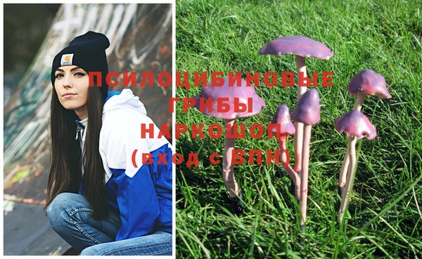 хмурый Белокуриха